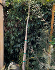 Cussonia transvaalensis, Grey Cabbage Tree