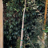 Cussonia transvaalensis, Grey Cabbage Tree