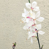 Gaura lindheimeri 'Whirling Butterflies'