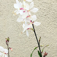 Gaura lindheimeri 'Whirling Butterflies'