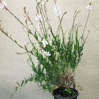 Gaura lindheimeri 'Whirling Butterflies'