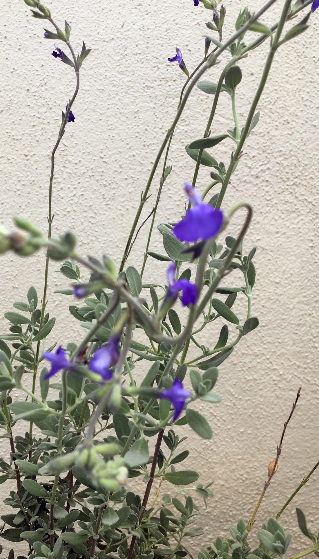 Salvia chamaedryoides (Germander Sage)