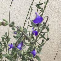 Salvia chamaedryoides (Germander Sage)