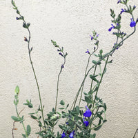 Salvia chamaedryoides (Germander Sage)