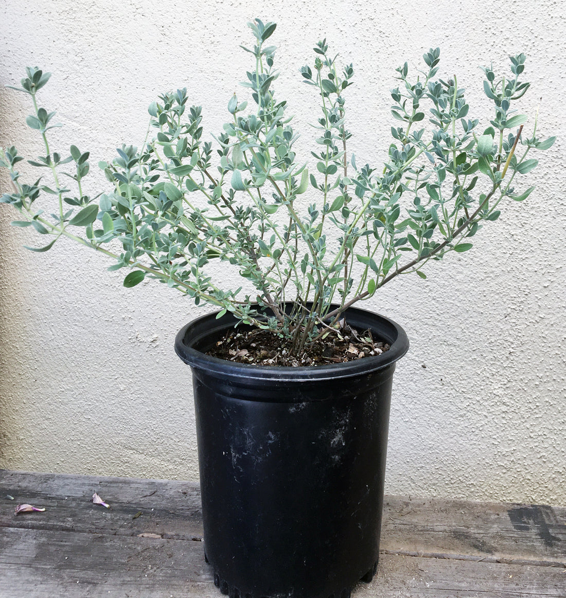 Salvia chamaedryoides (Germander Sage)
