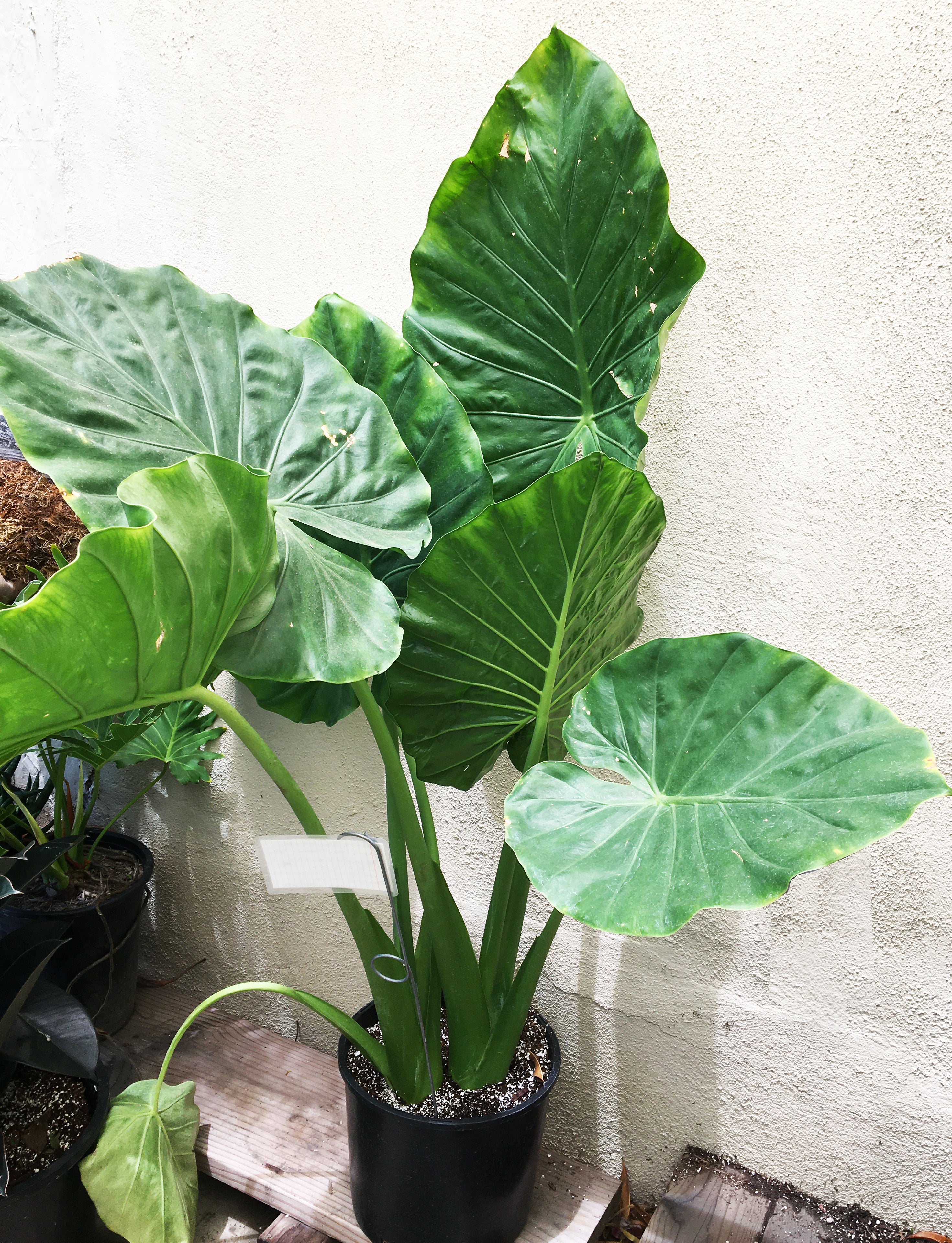 giant elephant ear plant indoor Alocasia macrorrhiza 'Giant Taro' (elephant ear)