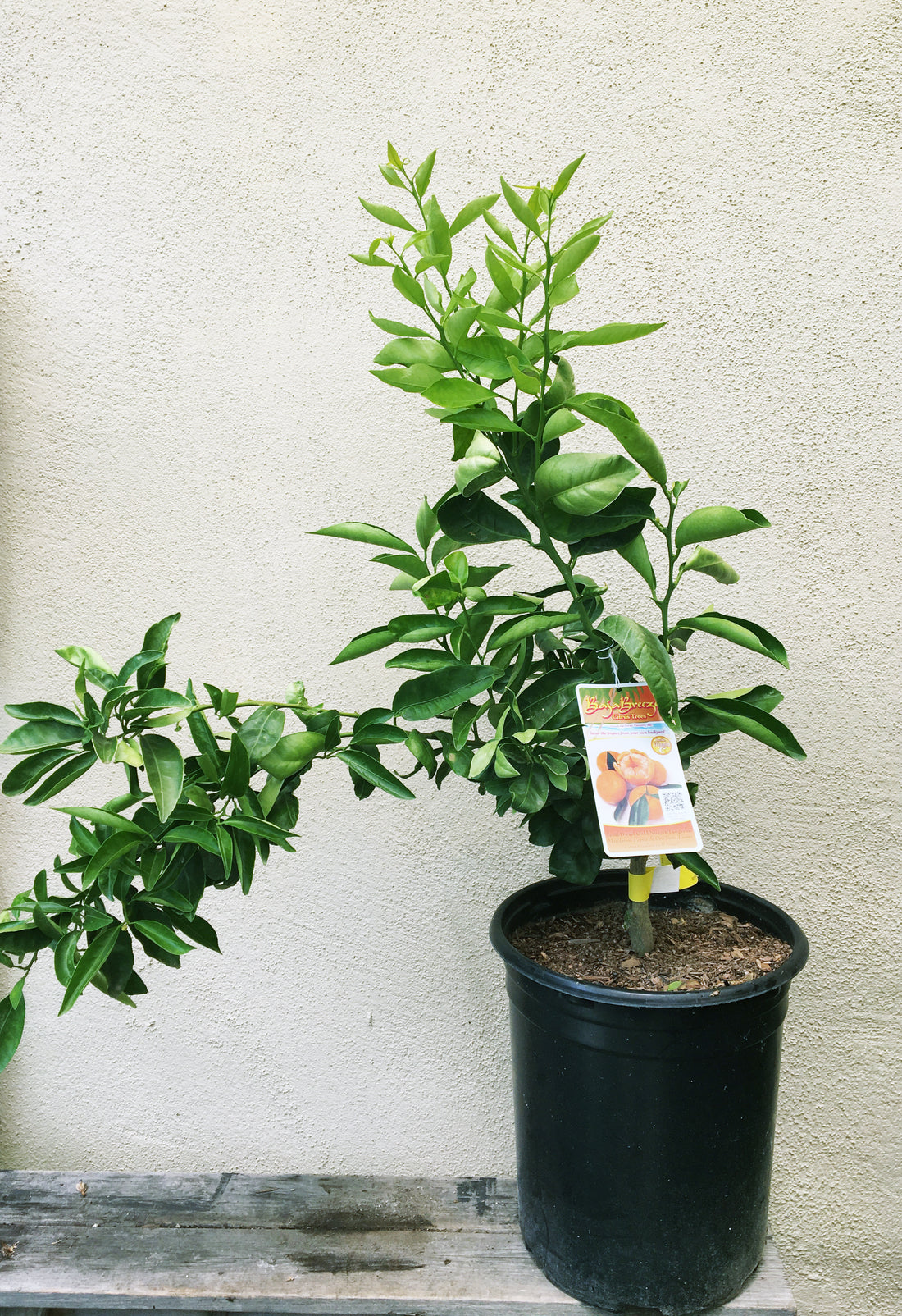 Gold Nugget, semi-dwarf