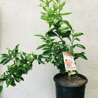 Gold Nugget, semi-dwarf