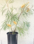 Grevillea 'Little Honey' 5 Gallon