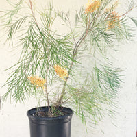 Grevillea 'Little Honey' 5 Gallon