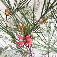 Grevillea 'Long John'