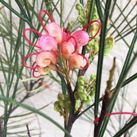 Grevillea 'Long John'
