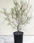 Grevillea 'Long John'