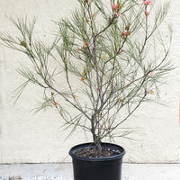 Grevillea 'Long John'