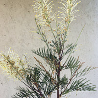 Grevillea 'Moonlight'