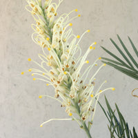 Grevillea 'Moonlight'