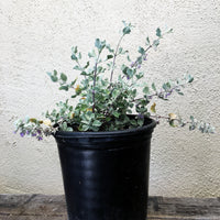 Condea (Hyptis) emoryi (desert lavender)