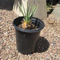 Hesperoyucca whipplei (foothill yucca)