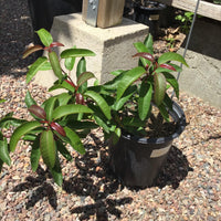 Malosma laurina, Laurel sumac