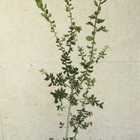 Quercus agrifolia, California oak