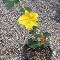 Fremontodendron 'San Gabriel'