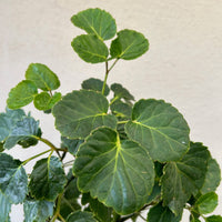 Aralia Balfour foliage