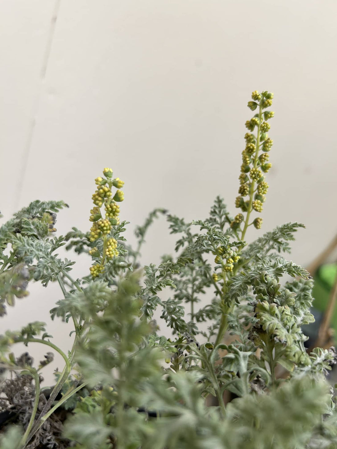 Ambrosia pumila, San Dieog Ambroisa flower