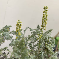 Ambrosia pumila, San Dieog Ambroisa flower