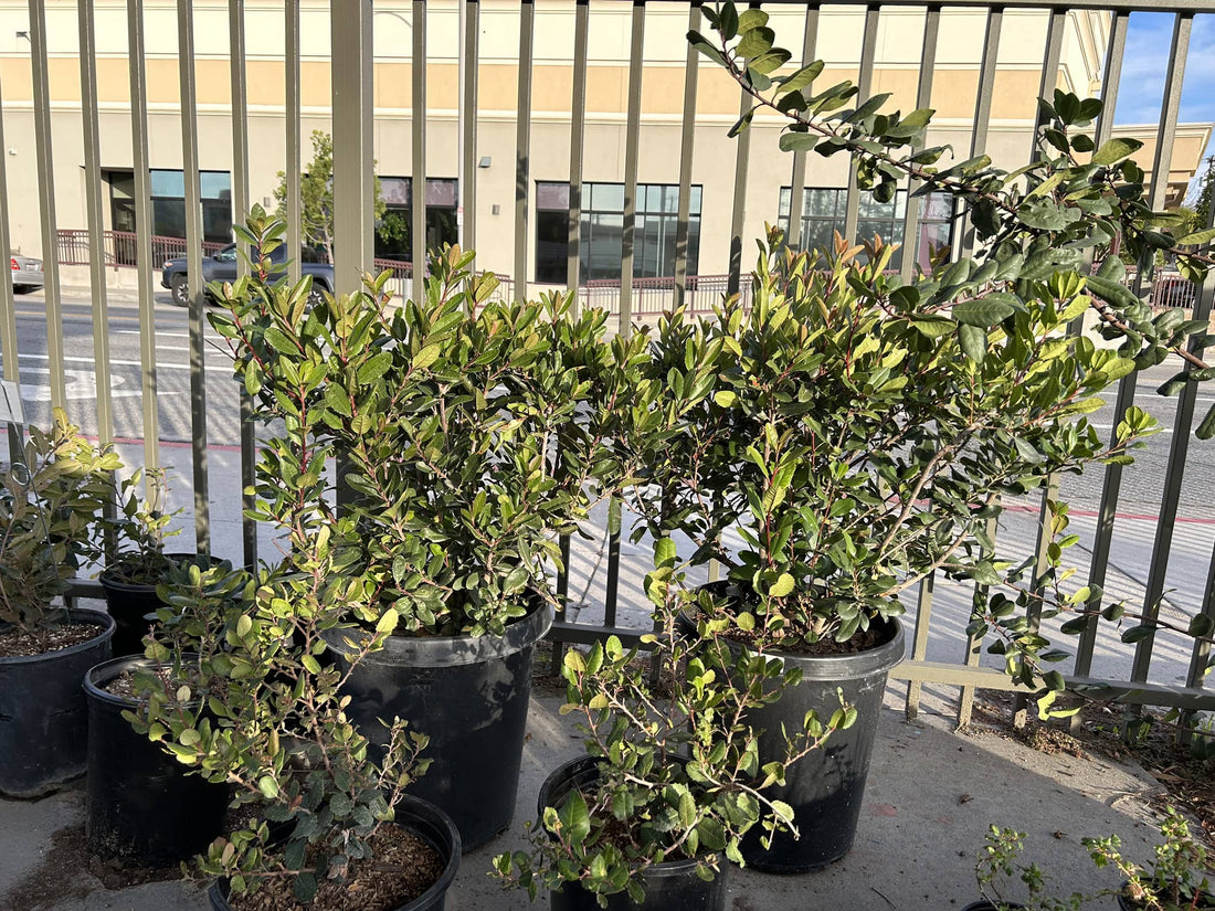 Heteromeles arbutifolia, Toyon