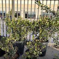 Heteromeles arbutifolia, Toyon