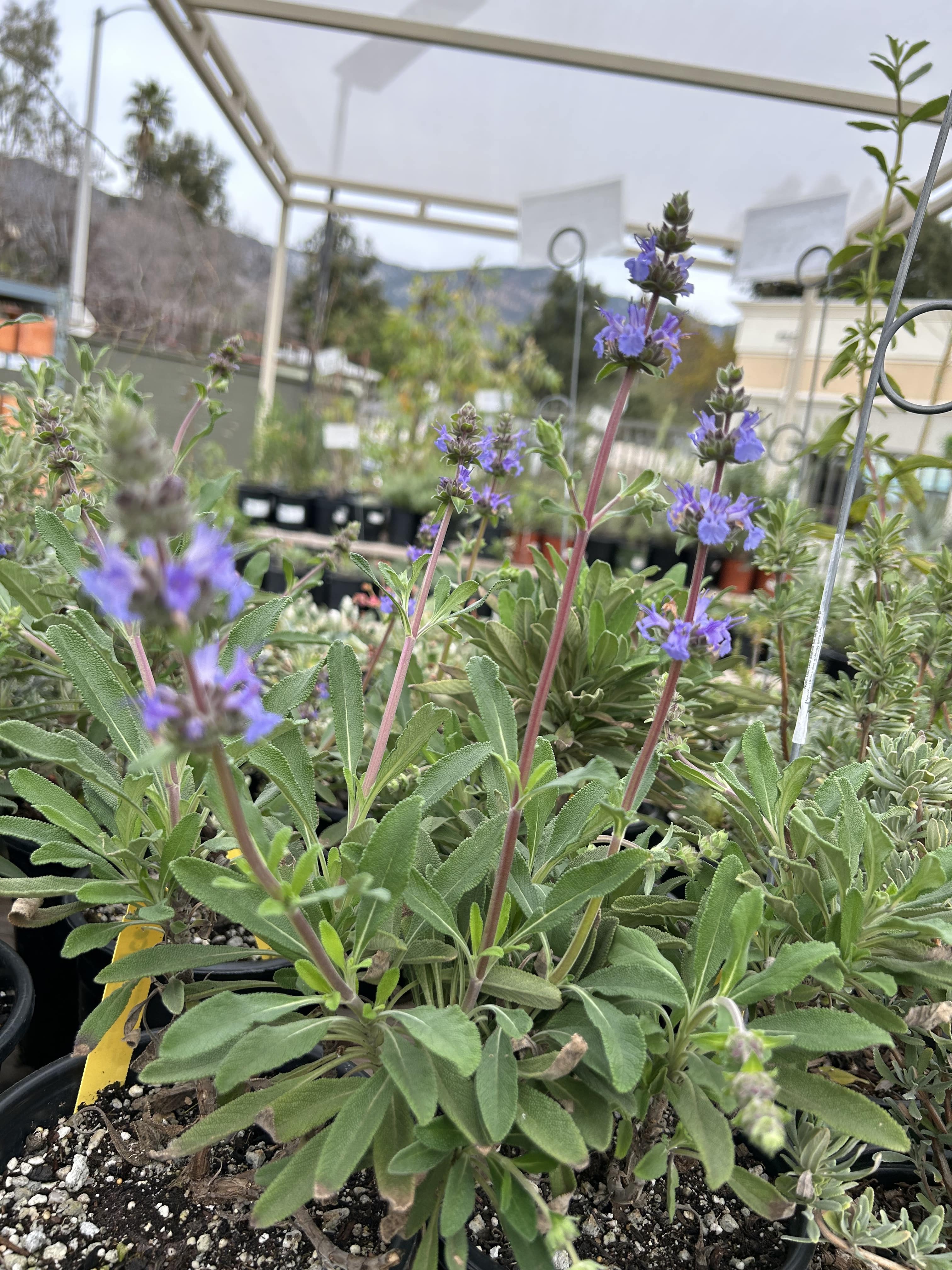 Salvia 'Dara's Choice' – Plant Material