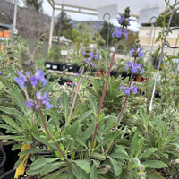 Salvia 'Dara's Choice' flower