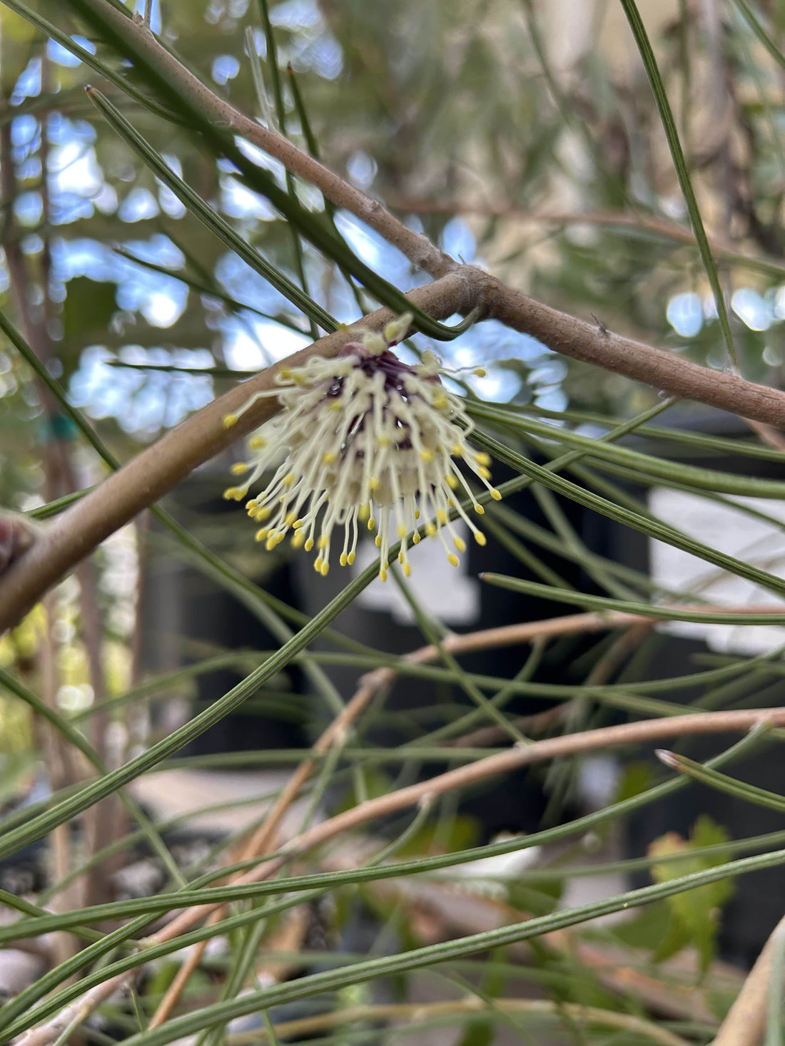 Hakea scoparia white flower