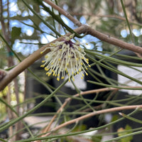 Hakea scoparia white flower