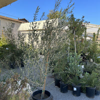 Olea europaea 'Wilsonii' 15 Gallon