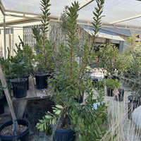 Arbutus 'Marina' , Marina Strawberry Tree 15 Gallon