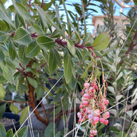 Arbutus 'Marina' , Marina Strawberry Tree Flowers