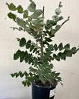 Banksia grandis