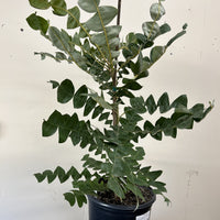 Banksia grandis
