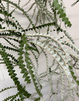 Banksia victoriae foliage