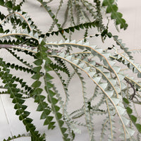 Banksia victoriae foliage