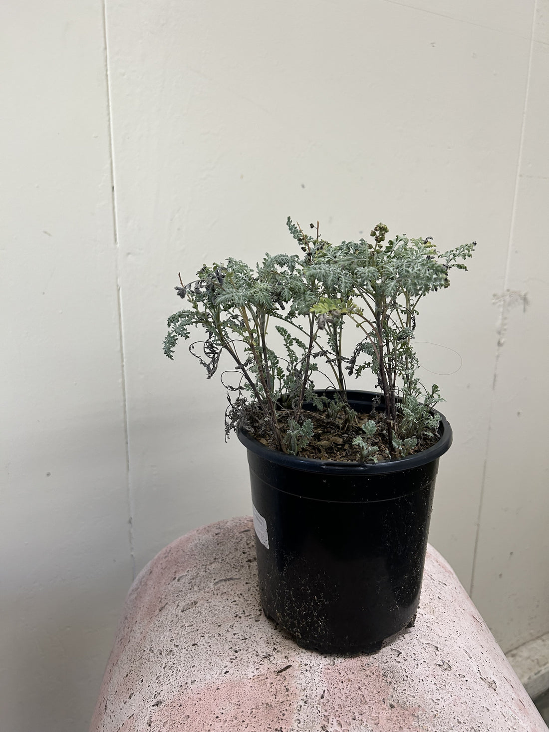 Ambrosia pumila, San Dieog Ambroisa 1 Gallon
