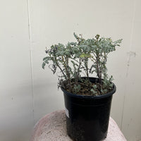 Ambrosia pumila, San Dieog Ambroisa 1 Gallon