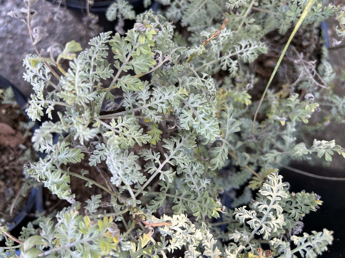 Ambrosia pumila, San Dieog Ambroisa Foliage