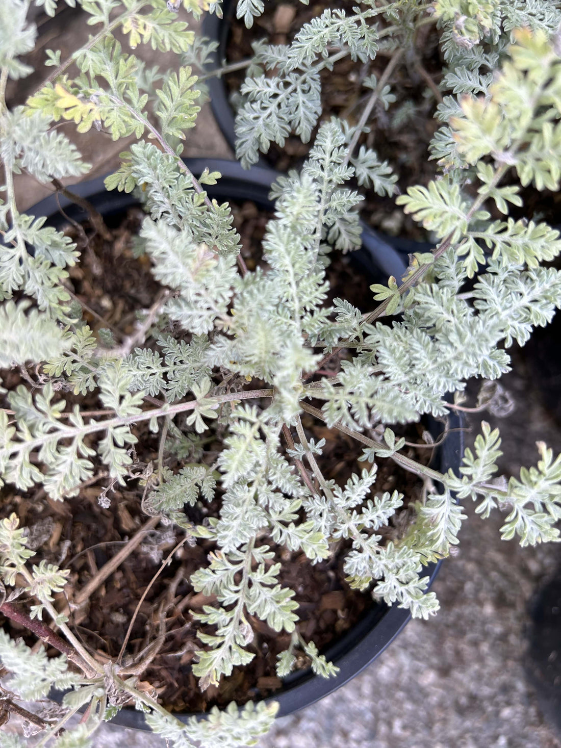 Ambrosia pumila, San Dieog Ambroisa