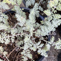 Ambrosia pumila, San Dieog Ambroisa