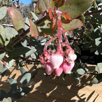 Arctostaphylos 'Lester Rowntree' White Flower