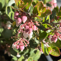 Arctostaphylos 'Lester Rowntree' Flower clusters