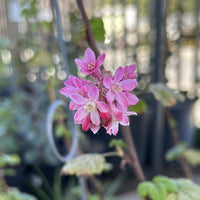 Ribes sanguineum var. glutinosum, Pink Flowering Currant Flower
