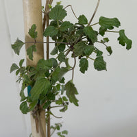 Clematis pauciflora, Small Leaved Clematis Leaves